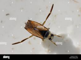 Attēlu rezultāti vaicājumam “Notonecta glauca”