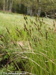 Attēlu rezultāti vaicājumam “Carex cespitosa”
