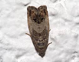 Attēlu rezultāti vaicājumam “Cydia splendana”