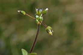 Attēlu rezultāti vaicājumam “Cerastium semidecandrum bud”
