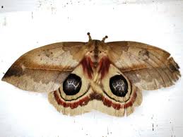 Attēlu rezultāti vaicājumam “Saturniidae”