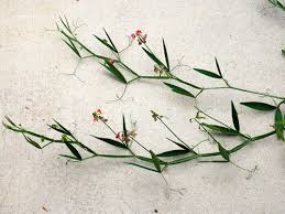 Attēlu rezultāti vaicājumam “Lathyrus palustris bud”