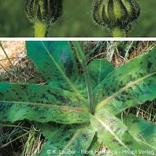 Attēlu rezultāti vaicājumam “Hypochaeris maculata leaf”