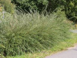 Attēlu rezultāti vaicājumam “Salix repens subsp. rosmarinifolia”