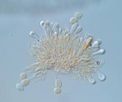 Attēlu rezultāti vaicājumam “Melampsora magnusiana”