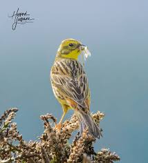 Attēlu rezultāti vaicājumam “Emberiza citrinella adult”