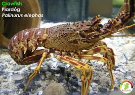 Image result for Palinurus elephas