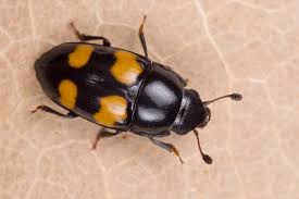 Attēlu rezultāti vaicājumam “Glischrochilus hortensis”