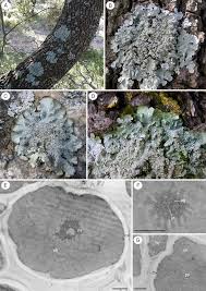 Attēlu rezultāti vaicājumam “Punctelia subrudecta”