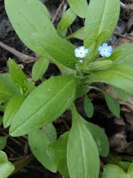 Attēlu rezultāti vaicājumam “Myosotis sparsiflora leaf”