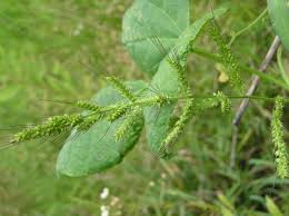 Attēlu rezultāti vaicājumam “Echinochloa crus-galli fruit”