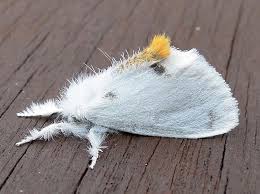 Attēlu rezultāti vaicājumam “Euproctis similis”