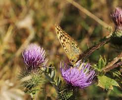 Attēlu rezultāti vaicājumam “Boloria titania”