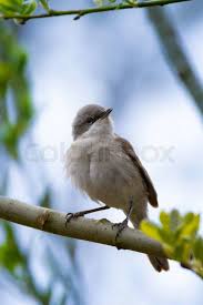 Attēlu rezultāti vaicājumam “Sylvia curruca”