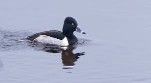 Attēlu rezultāti vaicājumam “Trichia longipalpis”