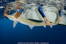 Image result for Mustelus canis