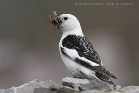 Attēlu rezultāti vaicājumam “Plectrophenax nivalis adult”