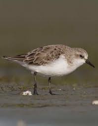 Image result for Calidris subminuta