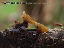 Attēlu rezultāti vaicājumam “Rutstroemia firma”