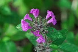 Attēlu rezultāti vaicājumam “Clinopodium vulgare leaf”
