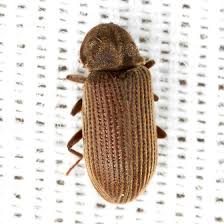 Attēlu rezultāti vaicājumam “Priobium carpini”