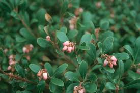 Attēlu rezultāti vaicājumam “Arctostaphylos uva-ursi leaf”