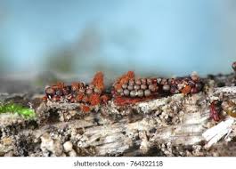 Attēlu rezultāti vaicājumam “Metatrichia vesparia”