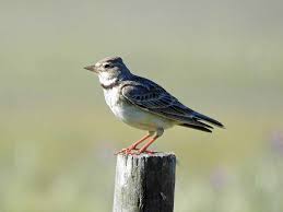 Image result for Melanocorypha calandra