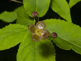 Attēlu rezultāti vaicājumam “Euonymus verrucosus leaf”