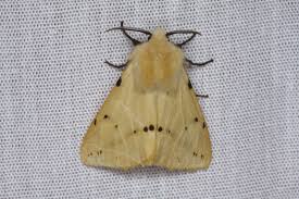 Attēlu rezultāti vaicājumam “Spilosoma lutea”