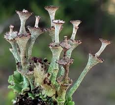 Attēlu rezultāti vaicājumam “Cladonia”