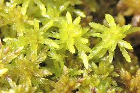 Attēlu rezultāti vaicājumam “Sphagnum fallax”