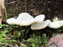 Attēlu rezultāti vaicājumam “Postia guttulata”