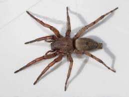 Attēlu rezultāti vaicājumam “Gnaphosidae”