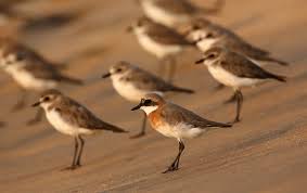 Image result for Charadrius mongolus