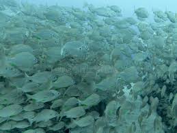 Image result for Pomadasys incisus