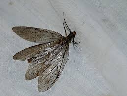 Attēlu rezultāti vaicājumam “Eulithis sp.”