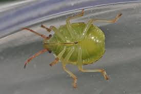 Attēlu rezultāti vaicājumam “Elasmostethus interstinctus imago”