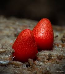 Attēlu rezultāti vaicājumam “Lycogala confusum macro”