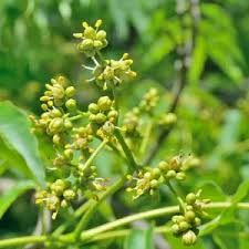 Attēlu rezultāti vaicājumam “Phellodendron amurense bud”