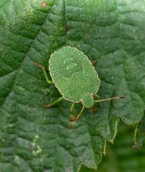 Attēlu rezultāti vaicājumam “Palomena prasina”