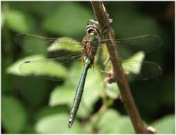 Attēlu rezultāti vaicājumam “Cordulidae”