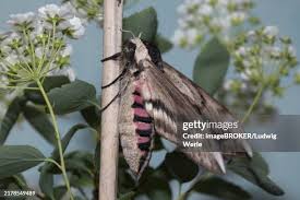 Attēlu rezultāti vaicājumam “Sphinx ligustri”