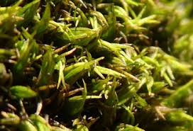 Attēlu rezultāti vaicājumam “Schistidium robustum”