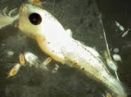 Image result for Gadus macrocephalus