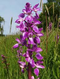 Attēlu rezultāti vaicājumam “Orchis mascula flower”
