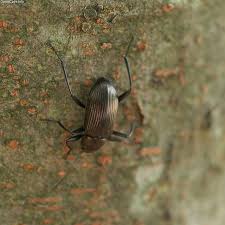 Attēlu rezultāti vaicājumam “Bolitophagus reticulatus larva”