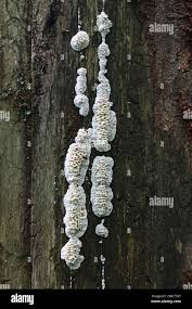 Attēlu rezultāti vaicājumam “Pycnoporellus alboluteus”