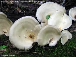 Attēlu rezultāti vaicājumam “Polyporus varius”