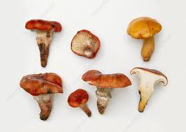 Attēlu rezultāti vaicājumam “Gomphidius roseus”